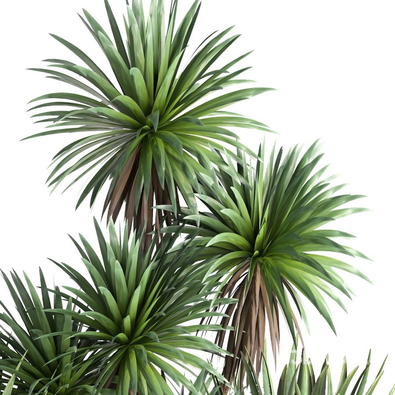 outdoor garden tree plant013 collection Image 3