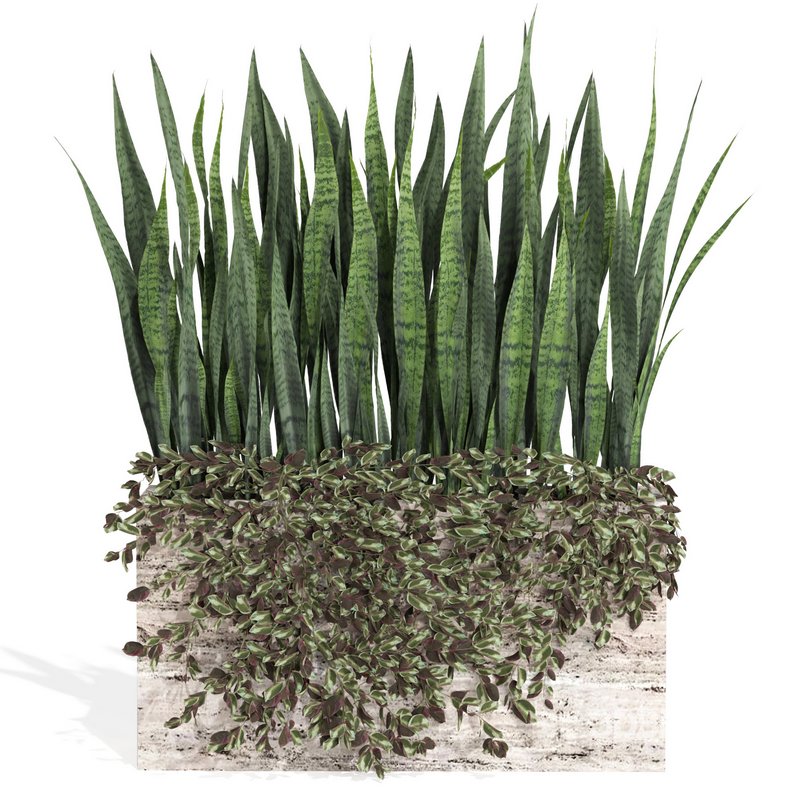 outdoor indoor plant008 sansevieria collection01 Image 1