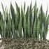 outdoor indoor plant008 sansevieria collection01 - Thumbnail 2