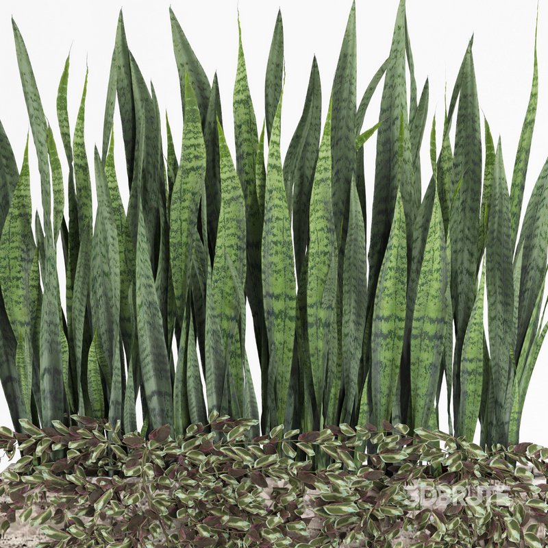 outdoor indoor plant008 sansevieria collection01 Image 2
