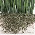 outdoor indoor plant008 sansevieria collection01 - Thumbnail 3