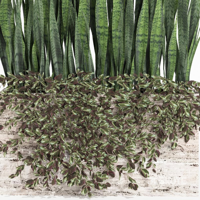 outdoor indoor plant008 sansevieria collection01 Image 3