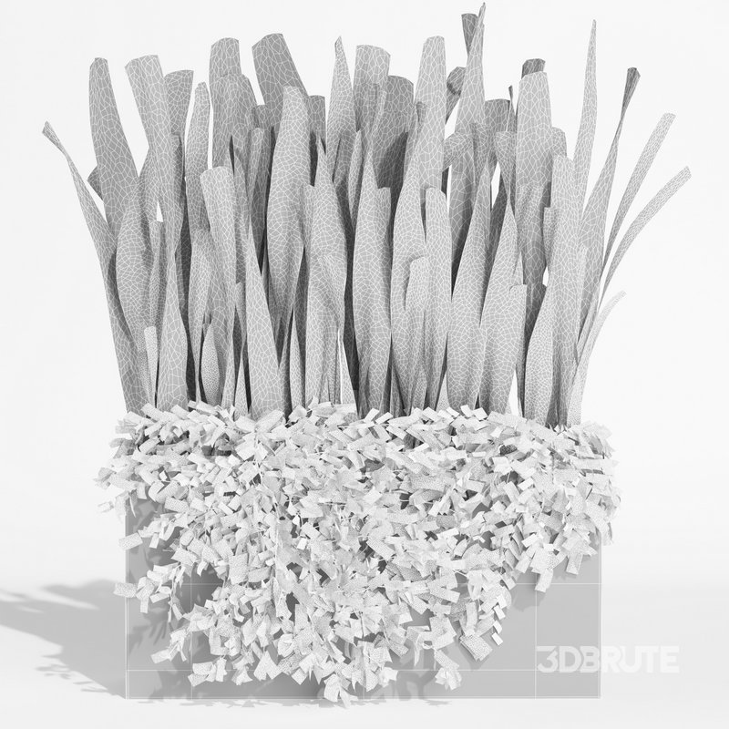 outdoor indoor plant008 sansevieria collection01 Image 4