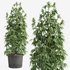 outdoor indoor plant009 Cannabis sativa marijuana - Thumbnail 1