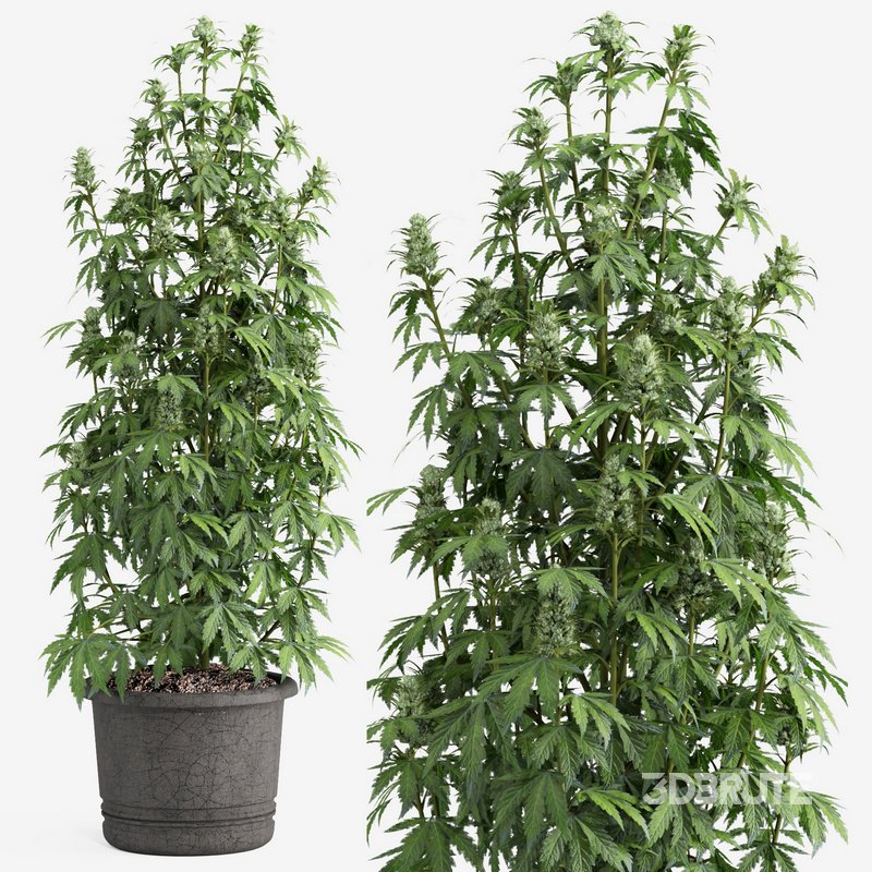 outdoor indoor plant009 Cannabis sativa marijuana Image 1