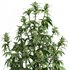 outdoor indoor plant009 Cannabis sativa marijuana - Thumbnail 2