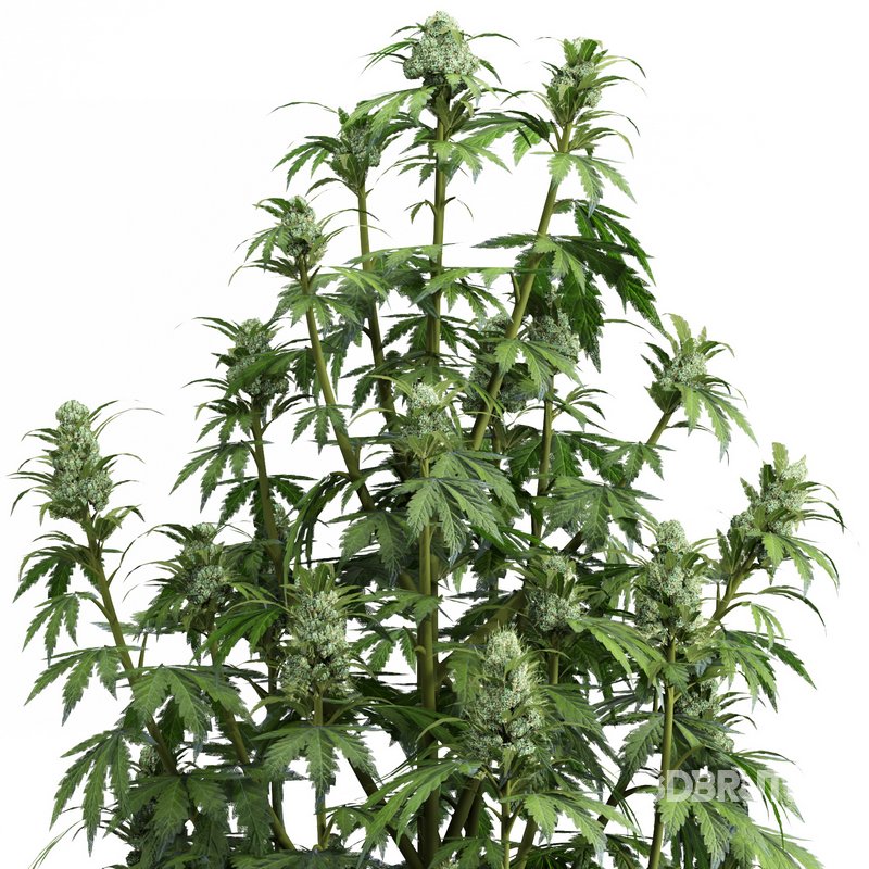 outdoor indoor plant009 Cannabis sativa marijuana Image 2
