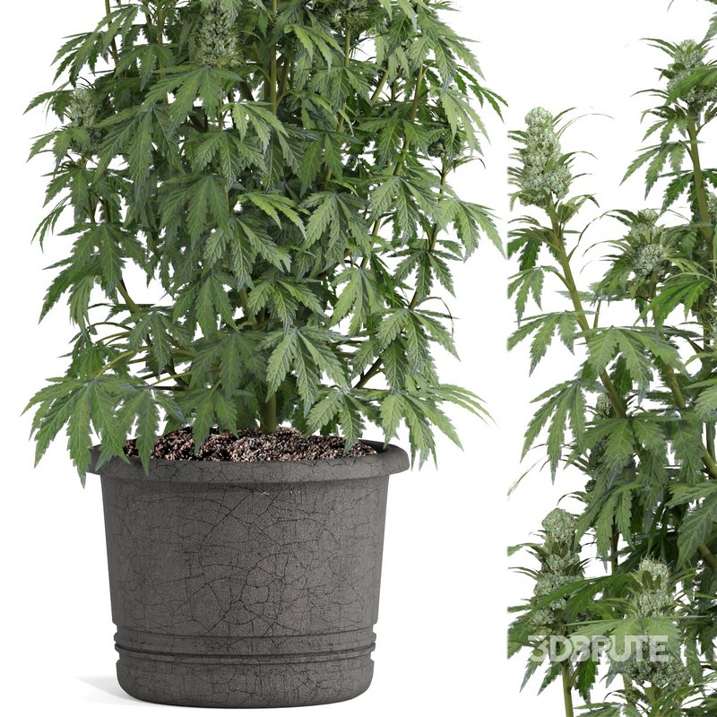outdoor indoor plant009 Cannabis sativa marijuana Image 3