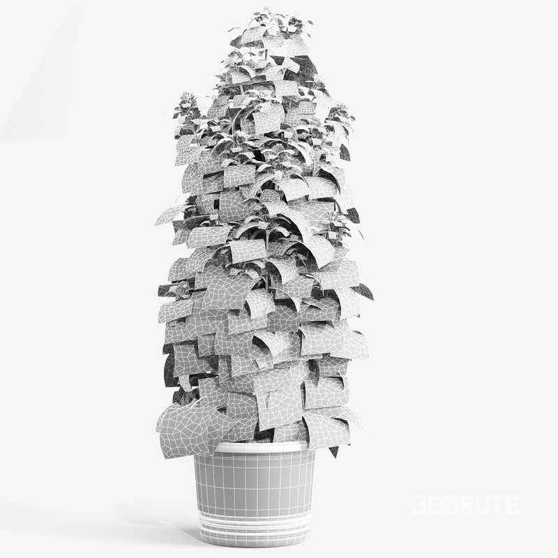 outdoor indoor plant009 Cannabis sativa marijuana Image 4