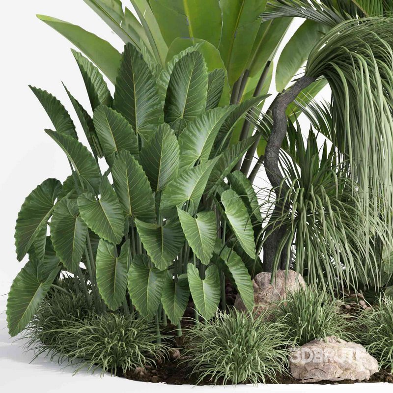 outdoor plant collection garden010 Image 3