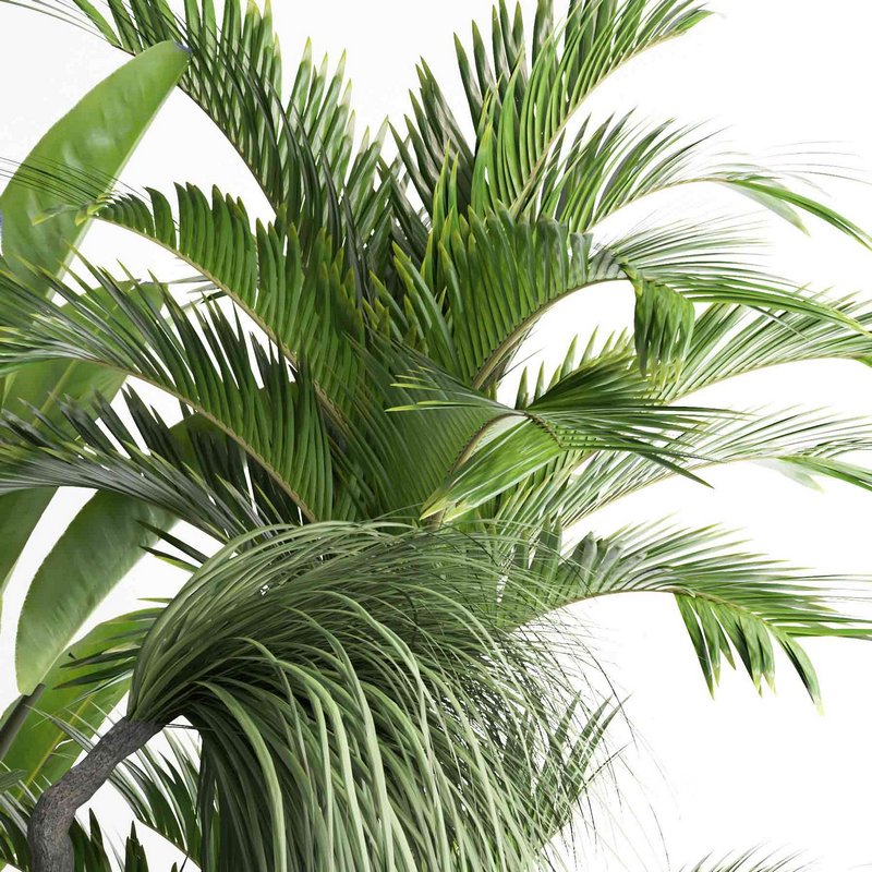 outdoor plant collection garden010 Image 4