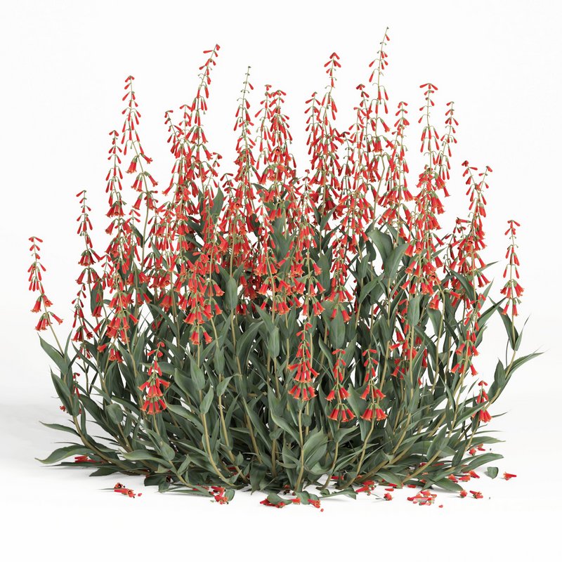 outdoor plant004 Firecracker Penstemon plant Image 1