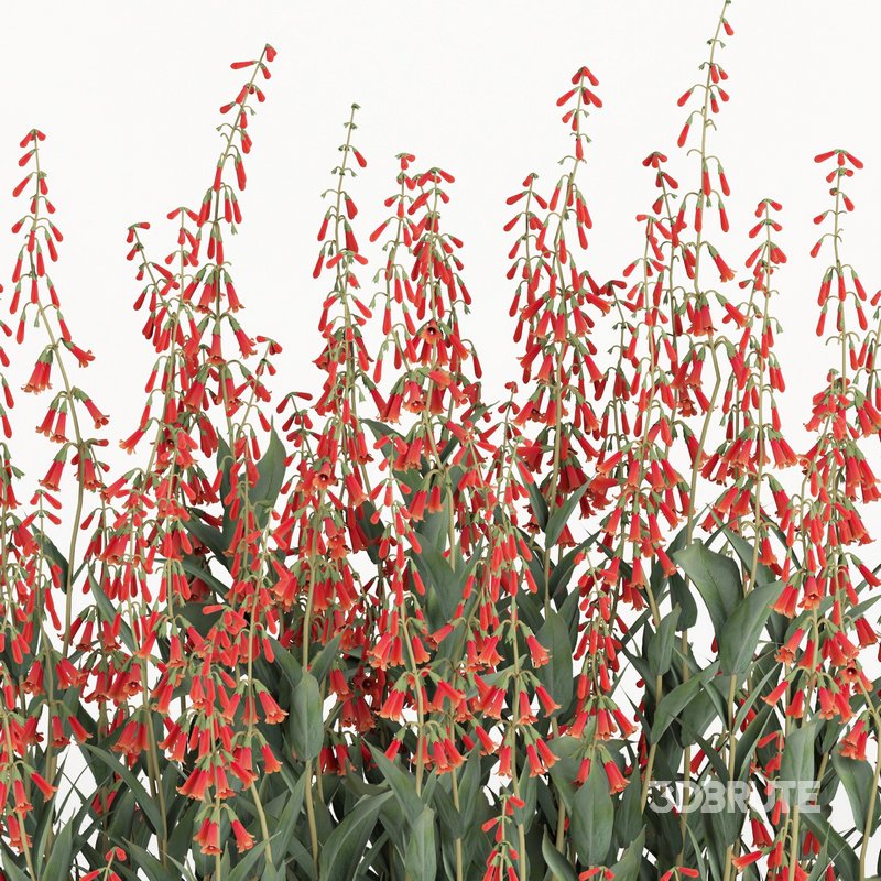 outdoor plant004 Firecracker Penstemon plant Image 2