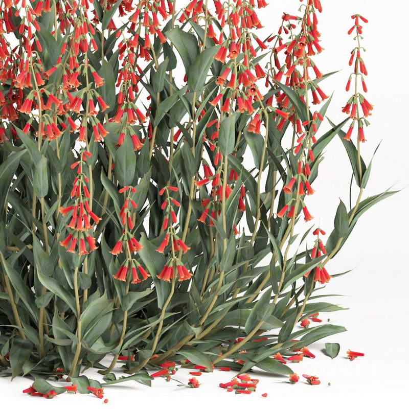 outdoor plant004 Firecracker Penstemon plant Image 3