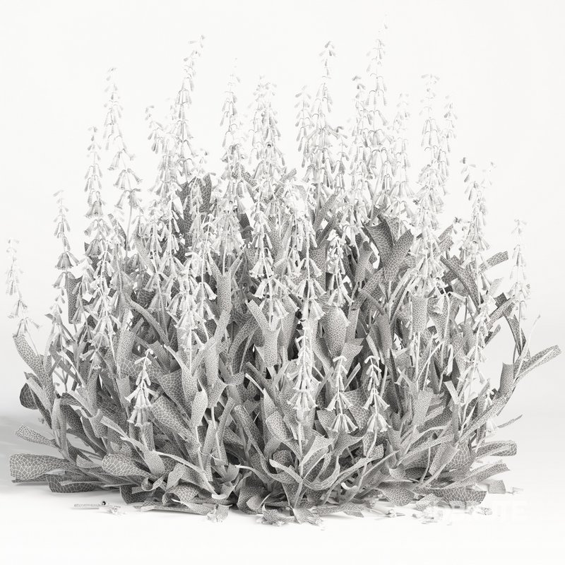 outdoor plant004 Firecracker Penstemon plant Image 4