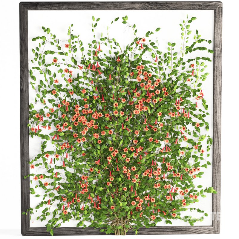 outdoor plant set002 tangerine vine bignonia capreolata Image 1