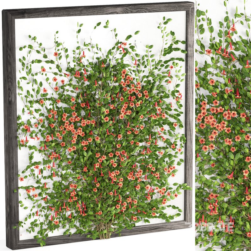 outdoor plant set002 tangerine vine bignonia capreolata Image 2