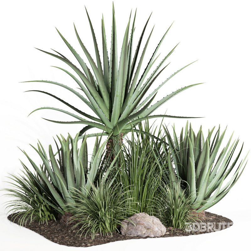 outdoor plant003 Aloevera Agave MacDougalii bush collection plant garden Image 1