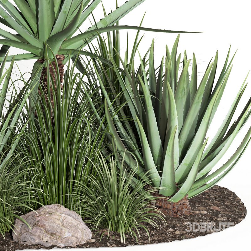 outdoor plant003 Aloevera Agave MacDougalii bush collection plant garden Image 2