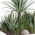 outdoor plant003 Aloevera Agave MacDougalii bush collection plant garden - Thumbnail 3