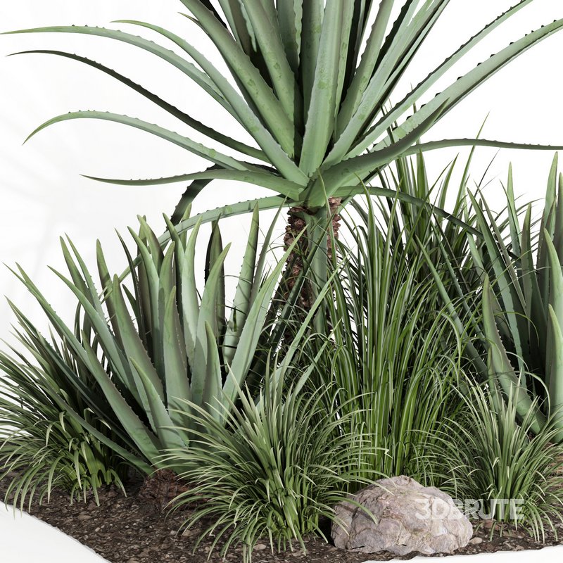 outdoor plant003 Aloevera Agave MacDougalii bush collection plant garden Image 3