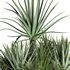 outdoor plant003 Aloevera Agave MacDougalii bush collection plant garden - Thumbnail 4