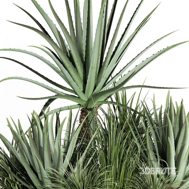 outdoor plant003 Aloevera Agave MacDougalii bush collection plant garden Image 4