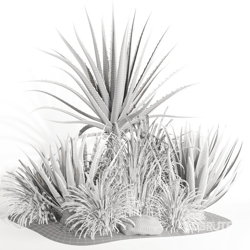 outdoor plant003 Aloevera Agave MacDougalii bush collection plant garden Image 5