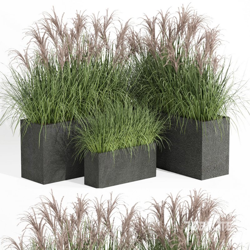 outdoor plant006 Miscanthus sinensis Kleine Silberspinne Image 1