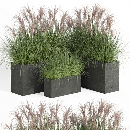 outdoor plant006 Miscanthus sinensis Kleine Silberspinne