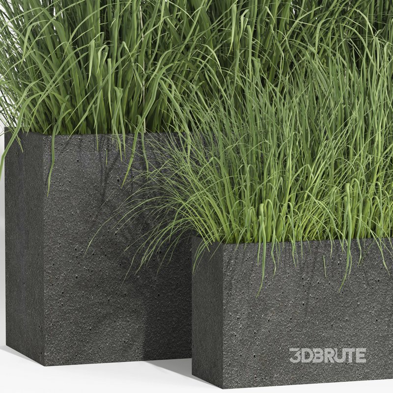 outdoor plant006 Miscanthus sinensis Kleine Silberspinne Image 2