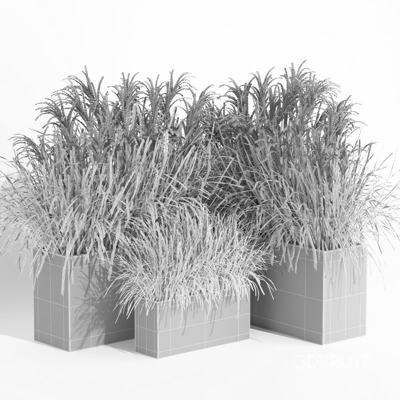 outdoor plant006 Miscanthus sinensis Kleine Silberspinne Image 4