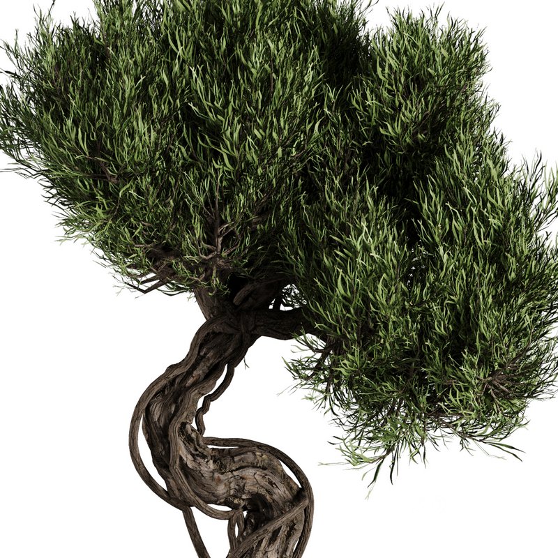 Bonsai Tree set7 Image 3