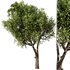 Olive Tree Set23 - Thumbnail 1