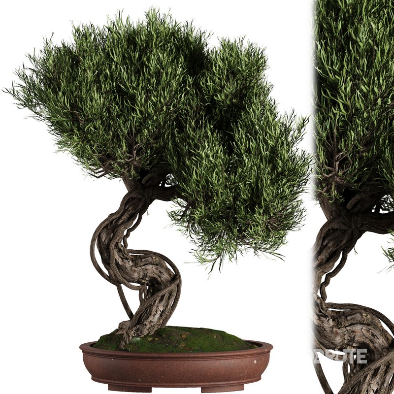 Bonsai Tree set7 Image 1