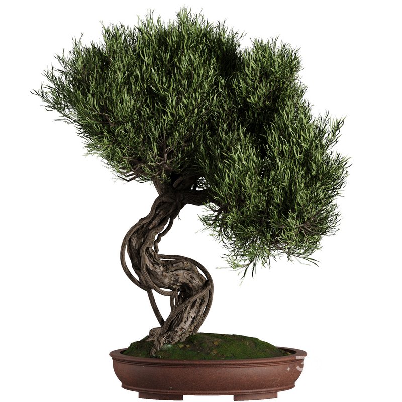 Bonsai Tree set7 Image 2