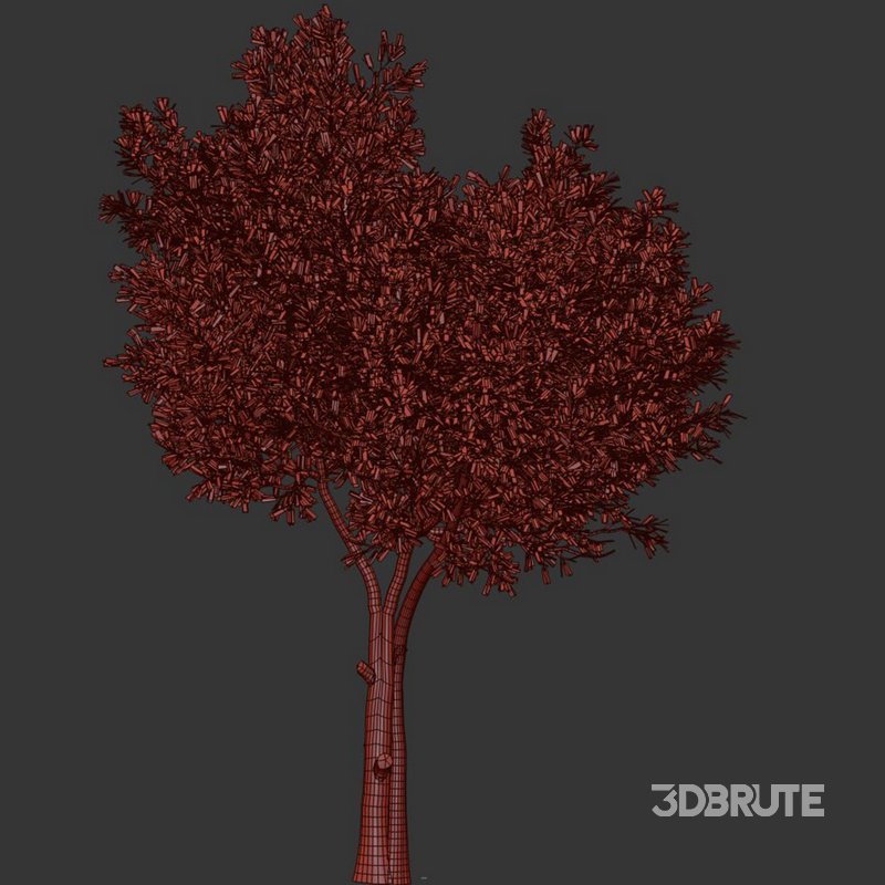 Olive Tree Set24 Image 3