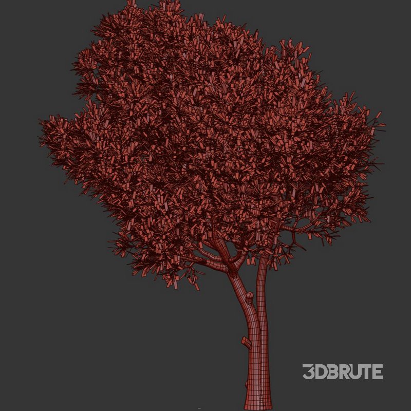 Olive Tree Set23 Image 4