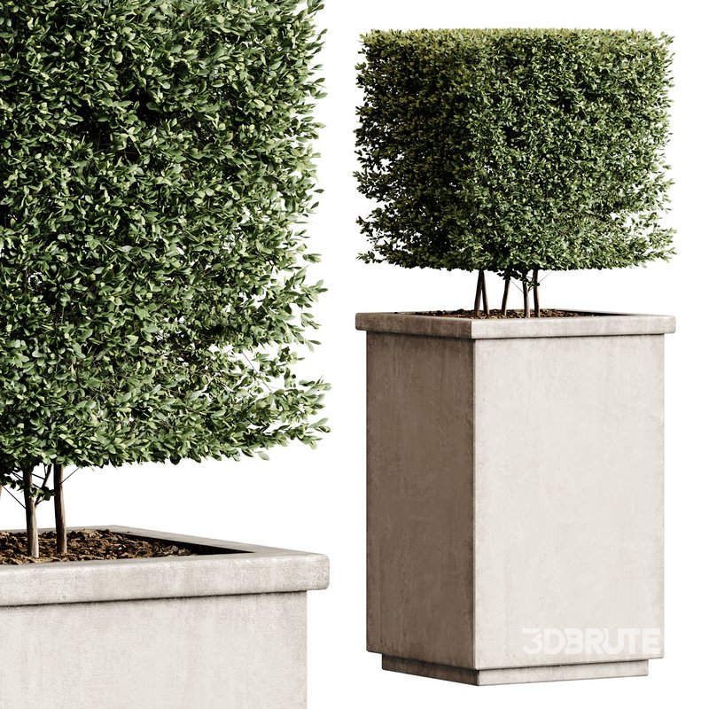 Outdoor Plant 27 Image 2