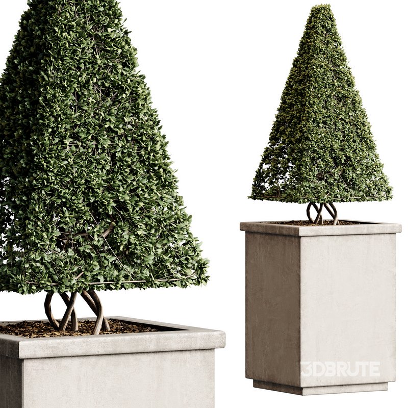 Outdoor Plant 27 Image 3