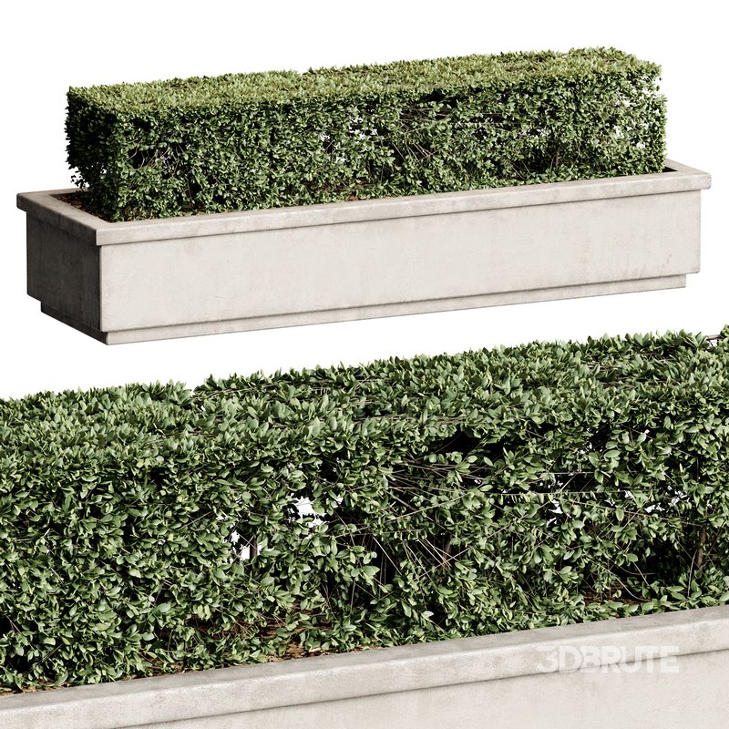 Outdoor Plant 27 Image 5