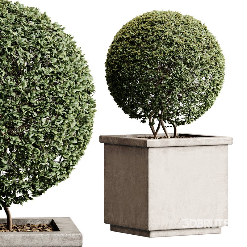 Outdoor Plant 27 Image 6