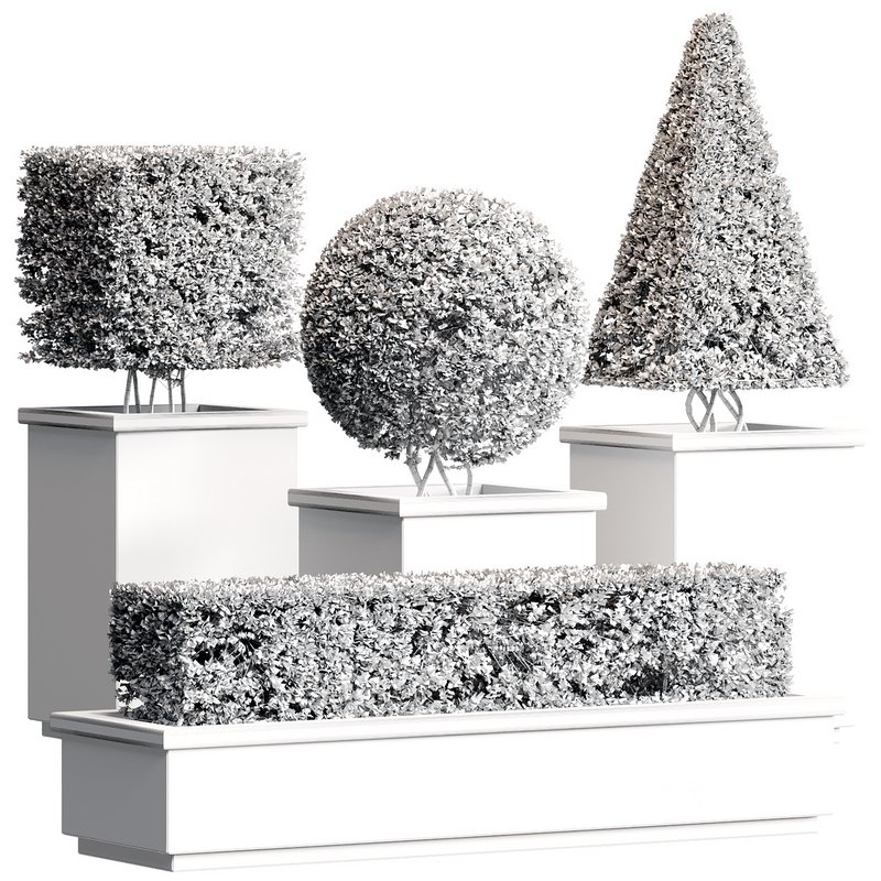 Outdoor Plant 27 Image 4