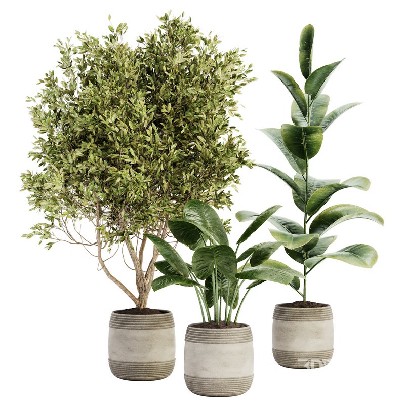 Indoor Plant Set 021 Image 1