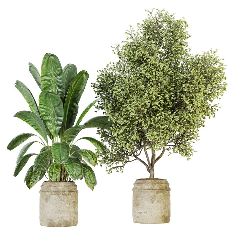 Indoor Plant Set 023 Image 1