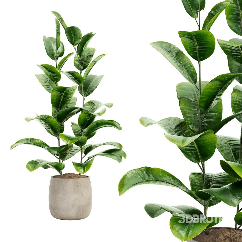 Indoor Plant Set 017 Image 1