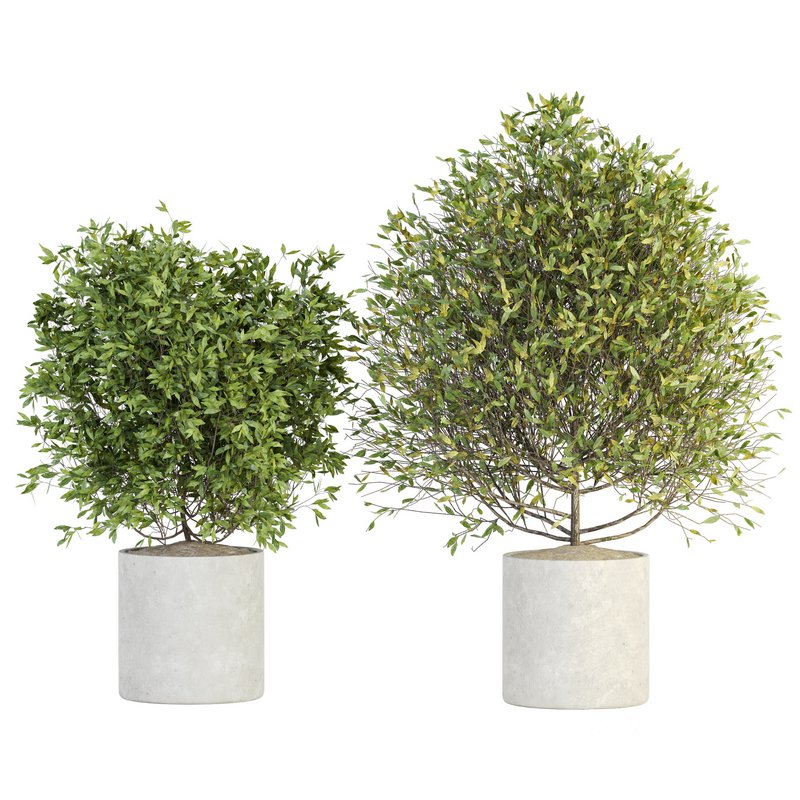 Indoor Plant Set 027 Image 1