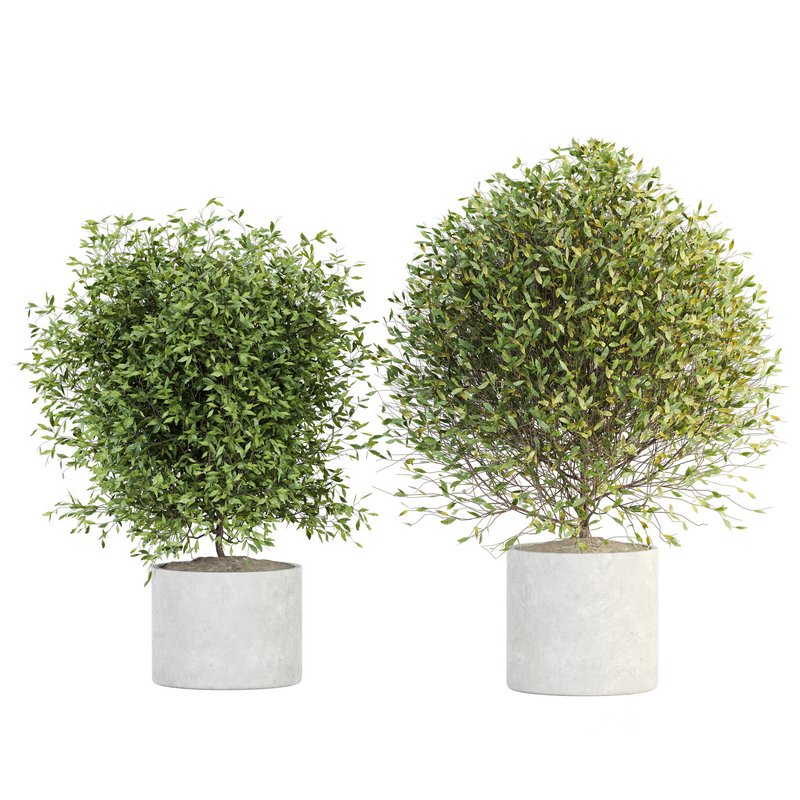 Indoor Plant Set 029 Image 1