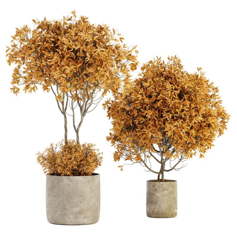 Indoor Plant Set 022 Image 1