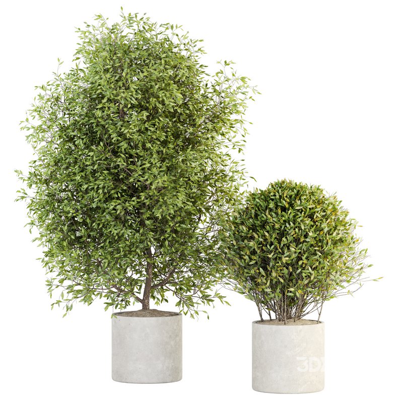 Indoor Plant Set 028 Image 1